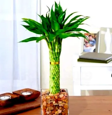 Бамбук комнатный - Dracaena Sanderiana. Уход за бамбуком, выращивание.