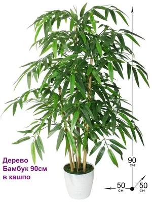 Бамбук Обыкновенный купить в Москве с доставкой в интернет магазине Pilea