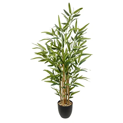 КУПИТЬ БАМБУК УДАЧИ В МОСКВЕ, DRACENA PYRAMIDE, BAMBOO LUCKY, КУПИТЬ БАМБУК  ЛАКИ, ДРАЦЕНА САНДЕРА КУПИТЬ В МОСКВЕ, КОМНАТНЫЙ БАМБУК В ГОРШОЧКЕ, БАМБУК  ЛАКИ КУПИТЬ В МОСКВЕ.