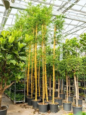 Купить Бамбук искусственный в горшке по выгодной цене в интернет-магазине  OZON.ru (852261642)