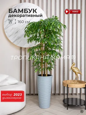 Купить Искусственное растение, дерево бамбук, декоративный цветок напольный  высокий для декора интерьера в белом кашпо 160 см по выгодной цене в  интернет-магазине OZON.ru (725307510)