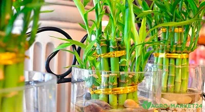 Декоративный бамбук | floravdome.ru | Lucky bamboo plants, Bamboo plants,  Indoor flowering plants