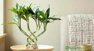 Символичные комнатные растения - ‼️ Стебли #бамбука в стеклянной вазе с  натуральным камнем 👍 Уже готовая композиция высотой 40-45см, разместится в  любом удобном для Вас месте ✔️ Количество стеблей можно изменить 😉 #