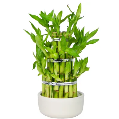 Переплетенный китайский бамбук в вазе цветка Стоковое Фото - изображение  насчитывающей везение, росток: 50493574
