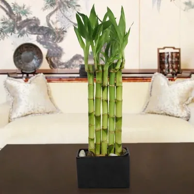 Бамбук /Dracaena Lucky Bamboo/