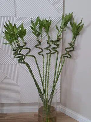 Купить Искусственное растение Бамбук темно-зеленый 110см в кашпо, ФитоПарк  по выгодной цене в интернет-магазине OZON.ru (309067322)