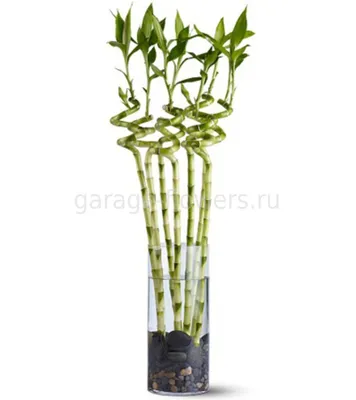 Бамбук с вазой.: 2 000 тг. - Комнатные растения Алгабас на Olx