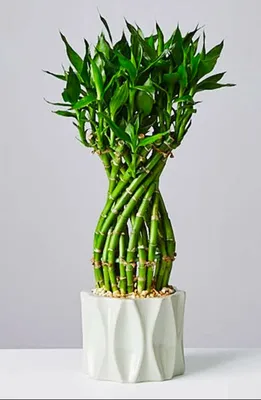 Бамбук искусственный в вазе с имитацией воды купить