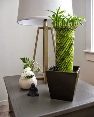 🪴🪴🪴Комнатный бамбук ! Неприхотливое вечнозеленое экзотическое растение,  декоративные виды которого прекрасно впишутся в любой домашний… | Instagram