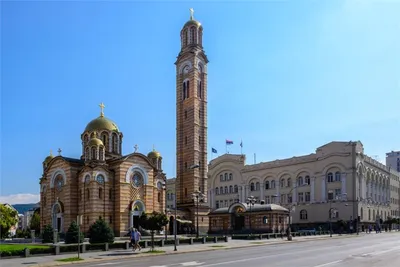 Тюльпан Дарвинов гибрид Баня-Лука (10 шт.) из каталога Тюльпаны – купить с  доставкой по Москве и России в Onlinesemena