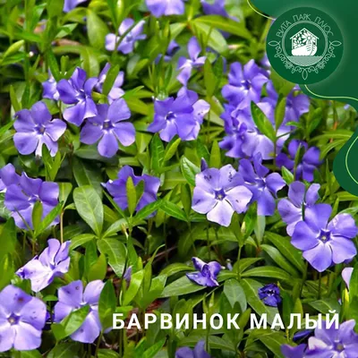 Идеи для сада: фото пример композиции из хвойных и лиственных растений