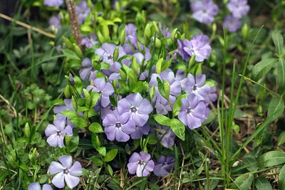 Барвинок малый (Vinca minor) — путеводитель по отдыху в Крыму