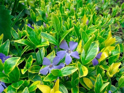 Саженцы Барвинок малый \"Aureovariegata\" из питомника растений Гринстрана  купить по цене от 0 рублей | Описание, фото, доставка, консультация —  Гринстрана.ру