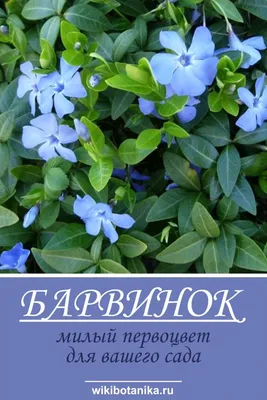 Барвинок очень красивый: 3 грн. - Сад / город Полтава на Olx