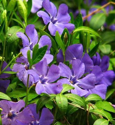Барвинок малый, Vinca minor