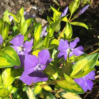 Vinca minor, Барвинок малый|landshaft.info
