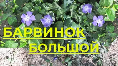 Барвинок Барвинок малый Блю, р9 купить по цене 171 руб. | Доставка  Смоленск, Москва, СпБ
