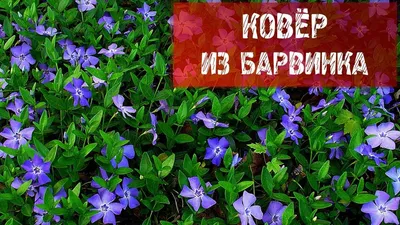 Барвинок цветок: фото, описание, выращивание, посадка, уход