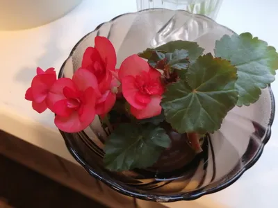 Begonia Red and White * Бегония красная и белая | Begonia fl… | Flickr