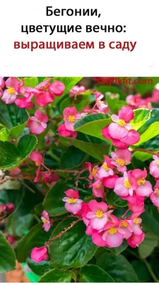 Клубневая бегония – посадка и уход в саду. 🌺Бегония – растение с очень  высокими декоративными… | Instagram