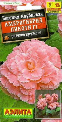 Бегонии в саду и дома | Уральский дачник | Дзен