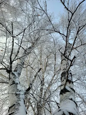 Белая берёза под моим окном, принакрылась снегом точно серебром :: Владимир  – Социальная сеть ФотоКто