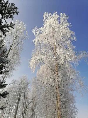 Берёза белая – описание дерева, фото и видео