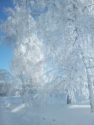 Белая береза — Фото №1448210