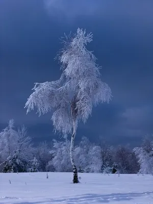Белая Березка (57 фото) - 57 фото