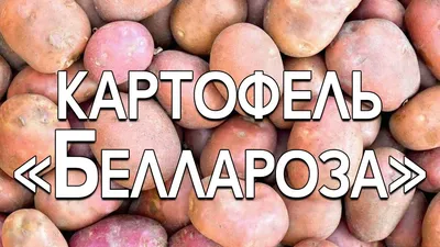 Ранний вкусный картофель Беллароза