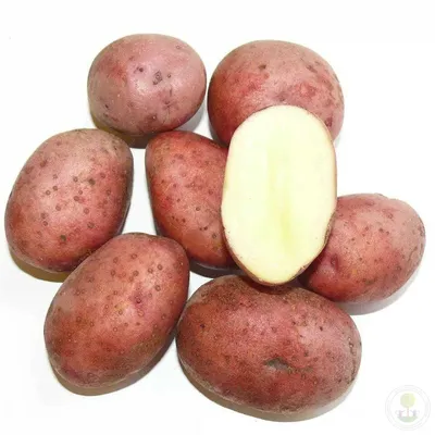 КАРТОФЕЛЬ БЕЛЛАРОЗА