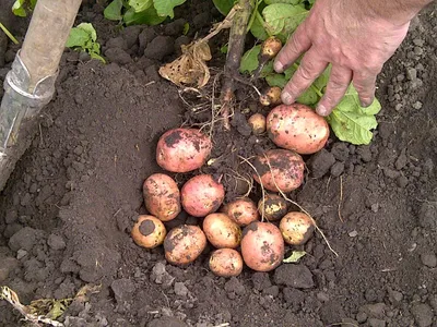 Картофель Беллароза, Альвара, Ривьера, Розара, др - сорта - Семенной Элита  — Agro-Ukraine