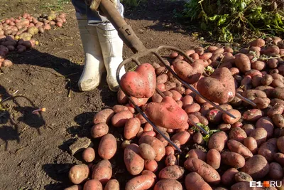 Продам/купить беллароза молодой картофель от КФХ, Нижегородская обл —  Agro-Russia