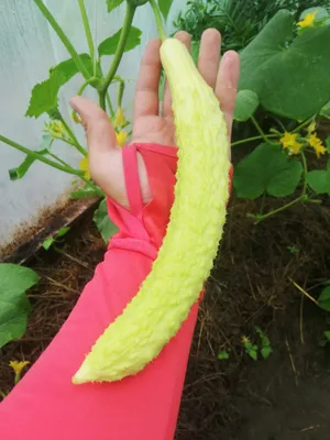 Огурец БЕЛЫЙ АНГЕЛ. Огурцы в мешках 2017. Cucumber WHITE ANGEL. Cucumbers  in bags 2017. - YouTube