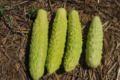Белые овощи - расширенный набор - семена 10 видов - – Garden Seeds Market |  Бесплатная доставка