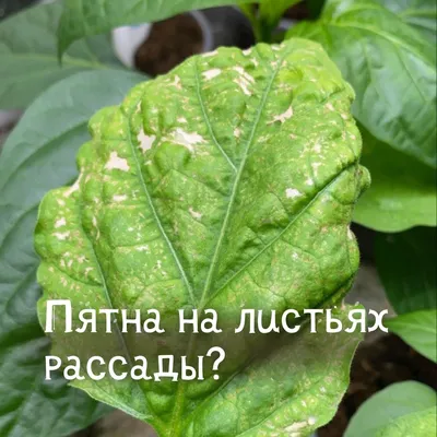 Если увидели белые пятна на огурцах и салате: срочно спасайте, иначе  потеряете весь урожай (говорим как)