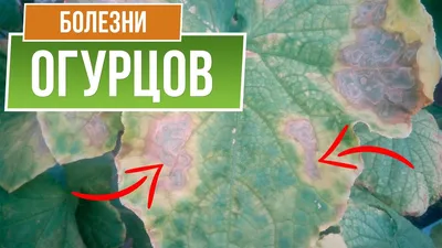 Болезни и вредители огурца, тыквы, кабачка и патиссона. Методы борьбы. Фото  — Ботаничка