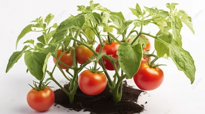 Помидоры розовые Organic купить с доставкой на дом по цене 715.5 рублей в  интернет-магазине