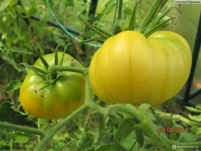 Пин на доске вкусняшки