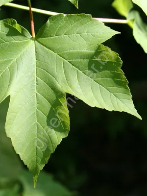 Клен белый, acer pseudoplatanus