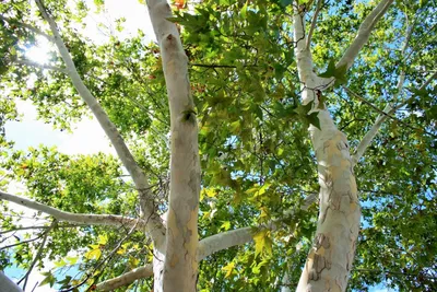 Клен белый (ложноплантановый) Саймон Луис Фрэес (Acer pseudoplatanus Simon  Louis Freres) - описание сорта, фото, саженцы, посадка, особенности ухода.  Дачная энциклопедия.
