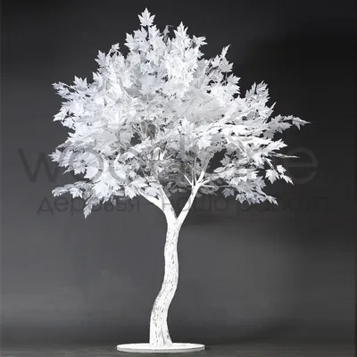 Клен белый, acer pseudoplatanus