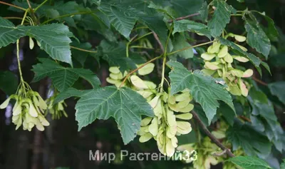 Клён белый (pseudoplatanus) - Питомник саженцев и сортовых растений \"Мир  растений\"