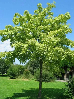 Панель 08х1220х2800 Белый клен - WHITE MAPLE 667, (AGT,МДФ), гр3