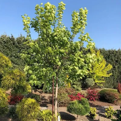 Клён белый - Клен Явор - (лат. Acer pseudoplatanus) СЕМЕНА 25шт + подарок |  AliExpress