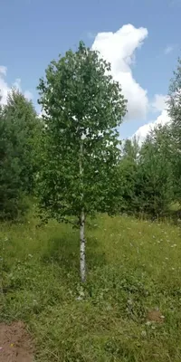 Береза бородавчатая (Betula pendula) | Ракита. Питомник растений