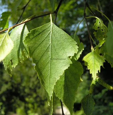 Береза бородавчатая (Betula pendula) | САДПРОЕКТ