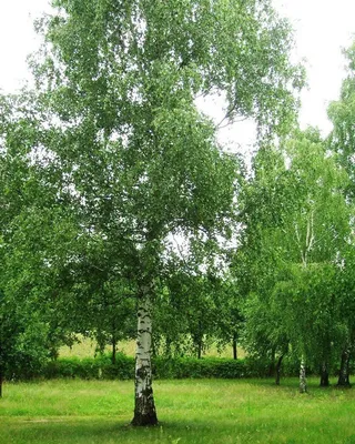 Береза повислая, бородавчатая, плакучая \"Youngii\"