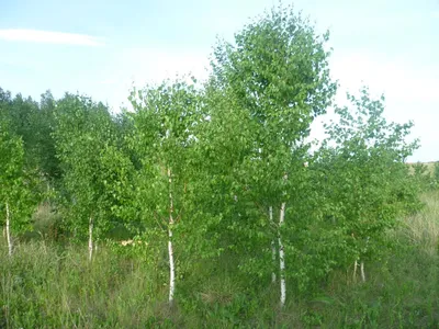 Береза бородавчатая Юнга (Betula pendula Youngii) - Береза - Лиственные  весна 2014 - Каталог - Eko-sad.ru