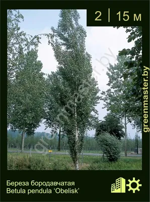 Береза бородавчатая Янги Ра Betula verrucosa